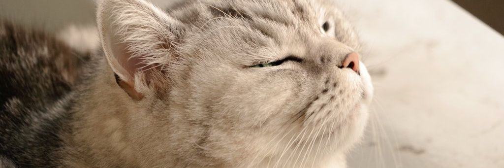 soratan2's profile banner image