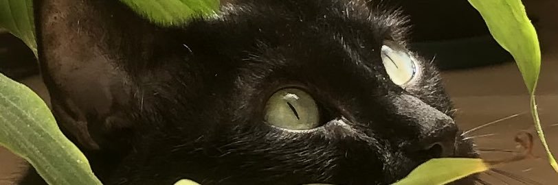 SABAYAT's profile banner image