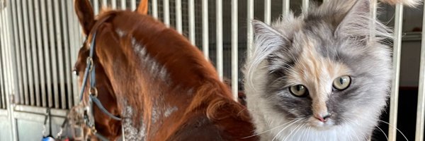 StephenKealy1 Profile Banner