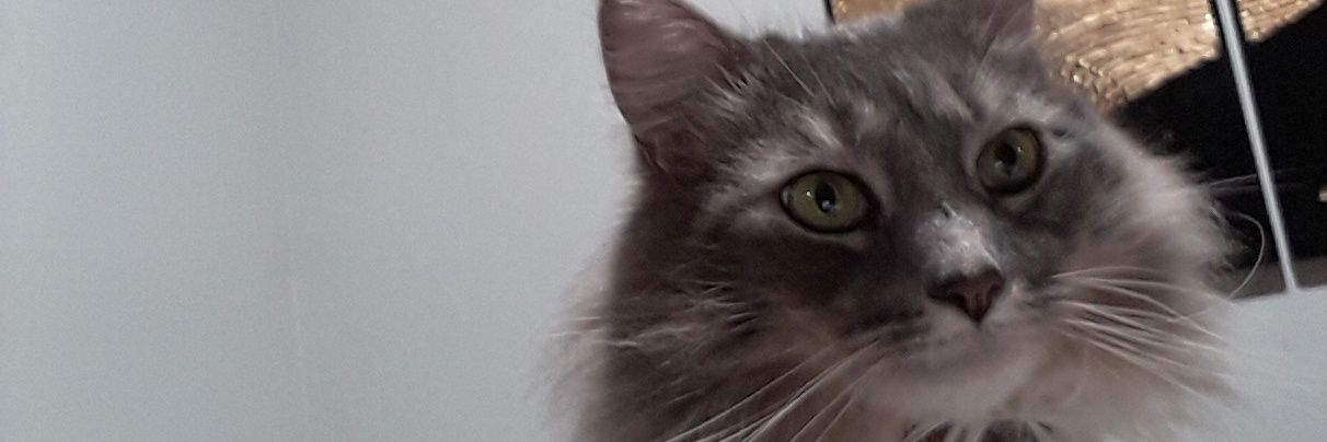 hamtinman's profile banner image