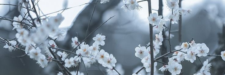 luca_yukimi's profile banner image