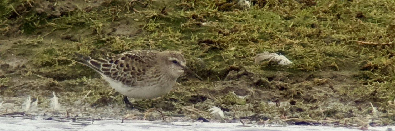 Stuart's birding banner