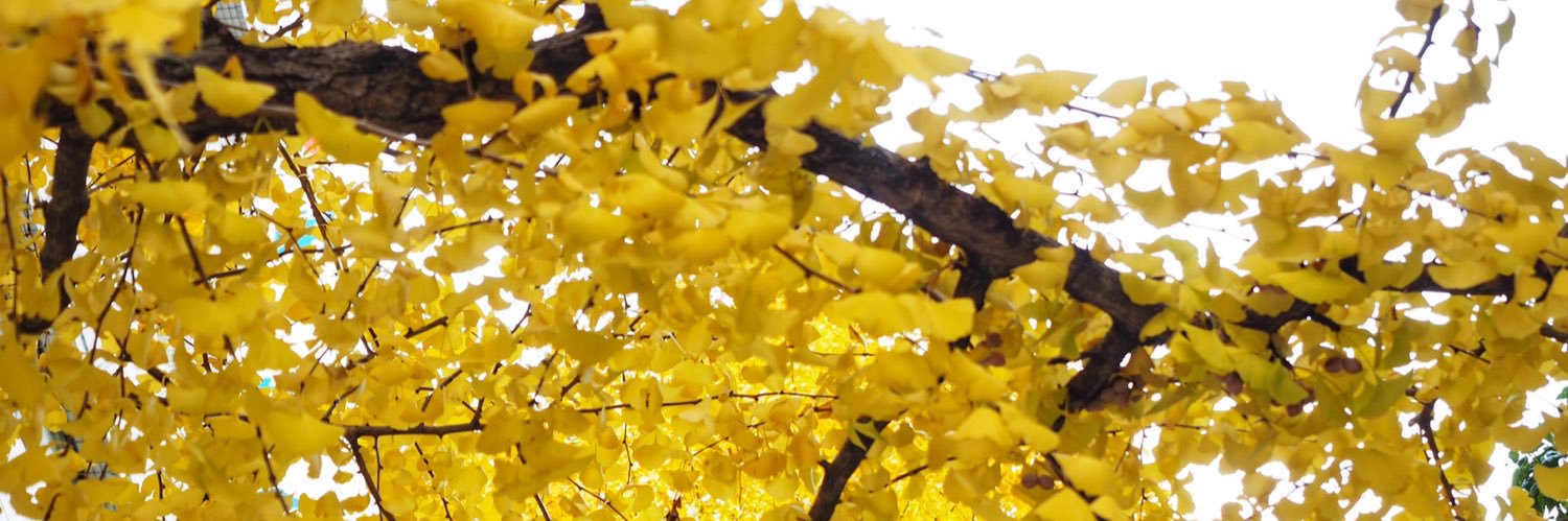 fanpingping's profile banner image