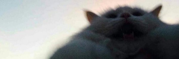 PostsOfCats Profile Banner