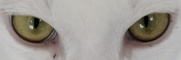 benji107 Profile Banner