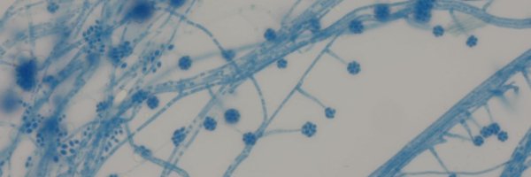 AIIMSBBSMycolab Profile Banner