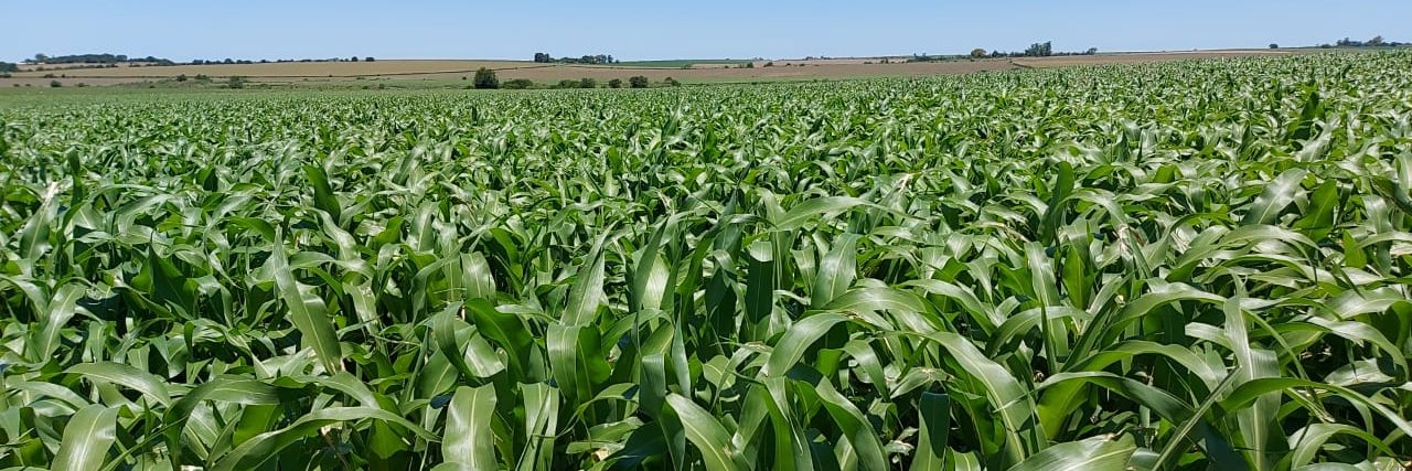 Juan Bautista Raggio banner