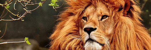 ocian28's profile banner image