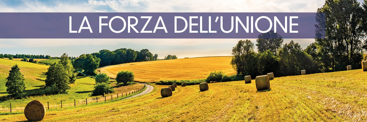 Federlus's profile banner image