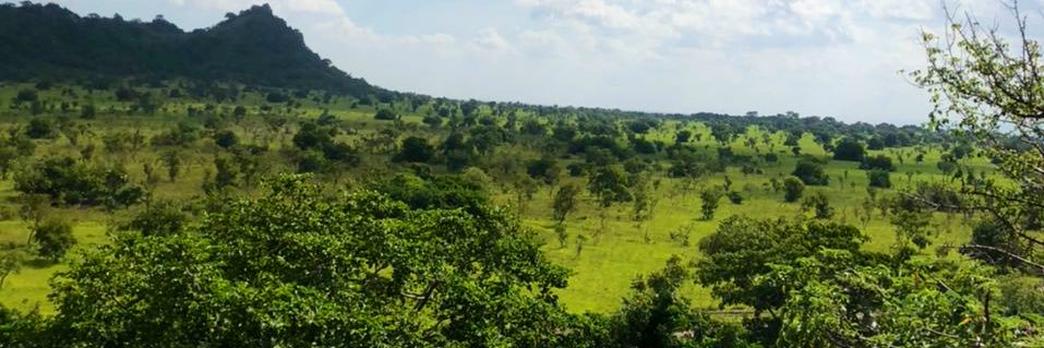 Friendly panda banner