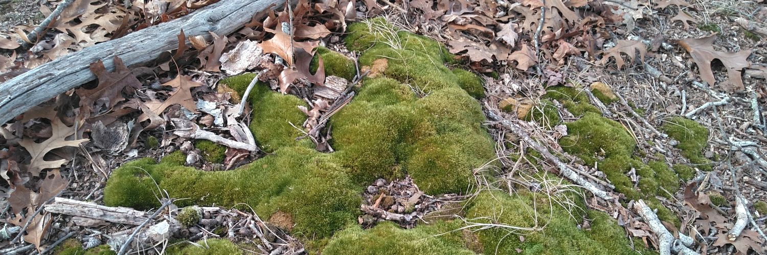 XandraTheXtreme🪖 banner