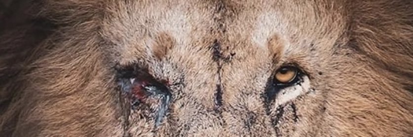 GmoPeredo's profile banner image