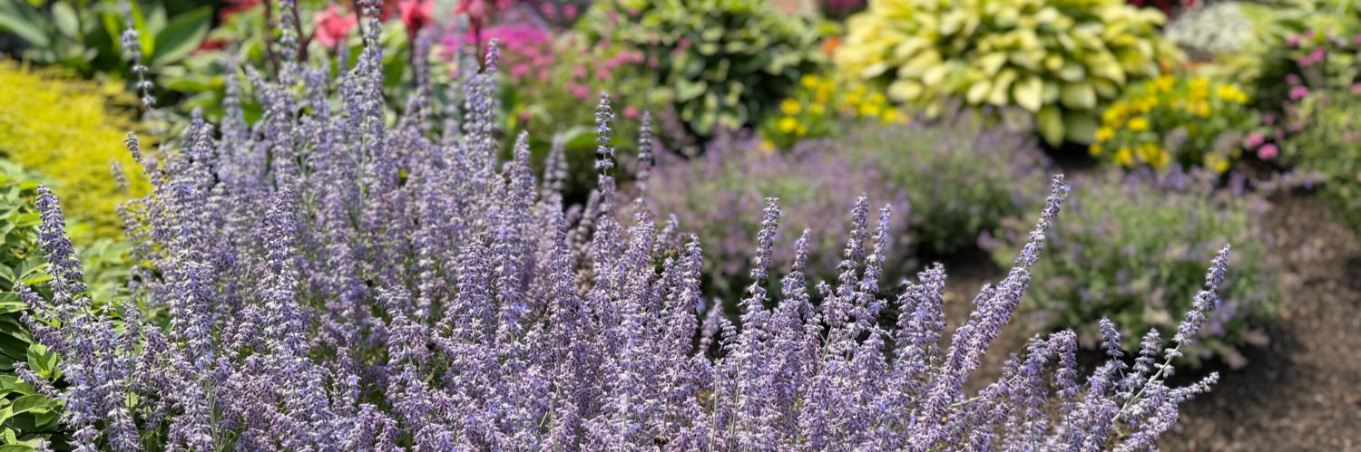 Cee Bees 👑 banner