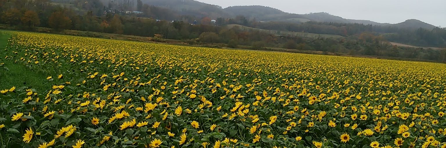 choku_kk's profile banner image