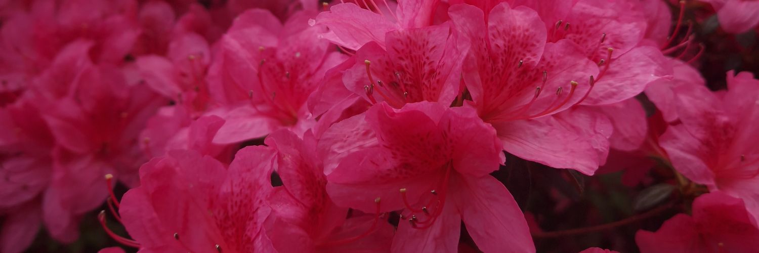 kofimasin's profile banner image