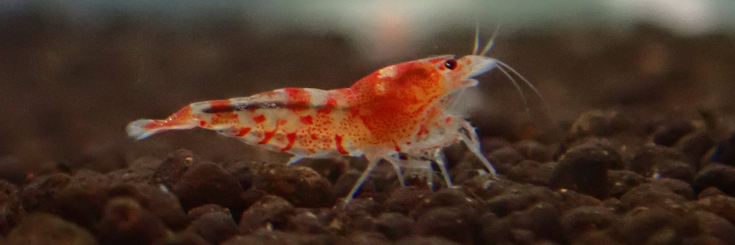 エビまるけ＠単車LOVE@ダーツLOVE banner