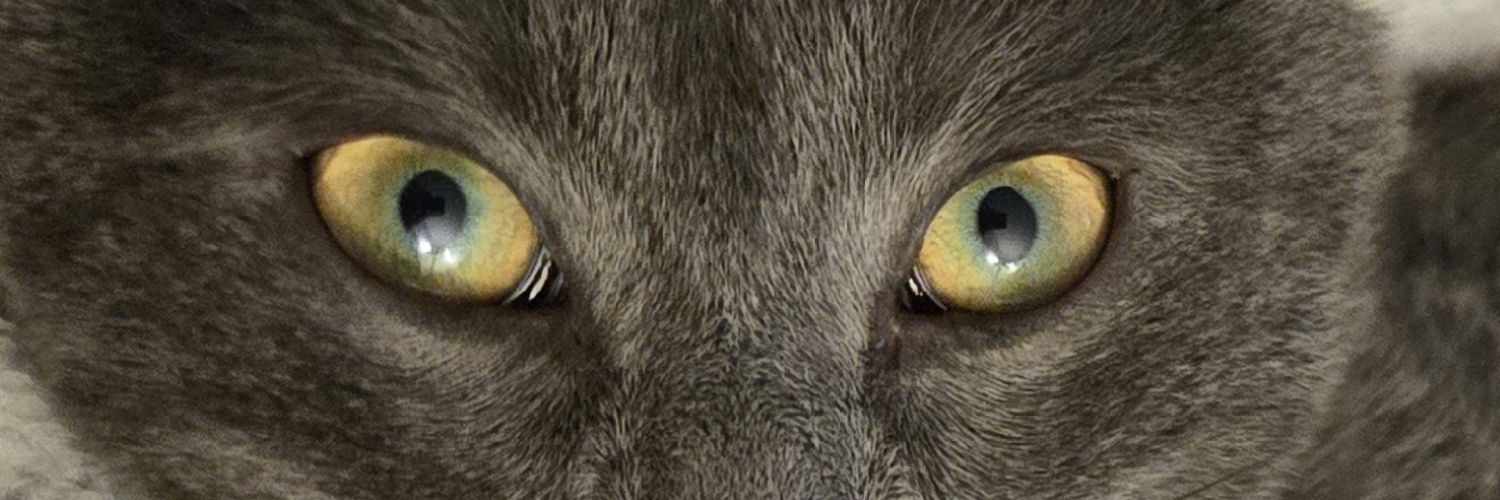gladyslnd's profile banner image