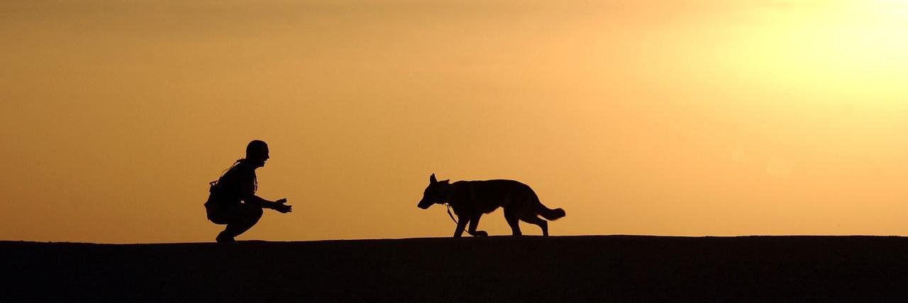 DogTrainerCesar's profile banner image