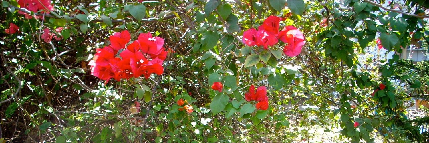 stbarthelemy's profile banner image