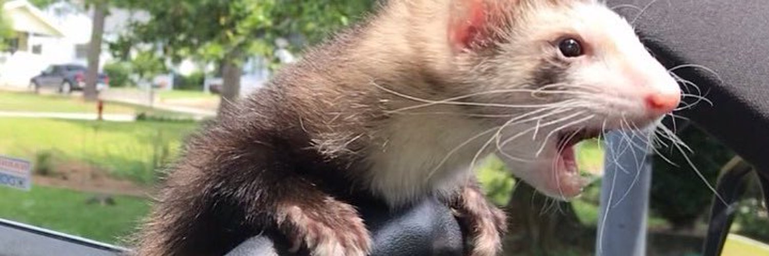 henlo, ferret Profile Banner