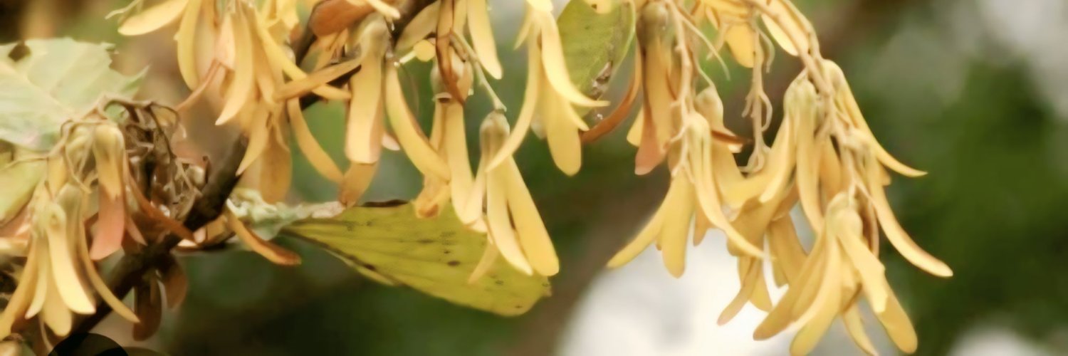 AshuSoy's profile banner image