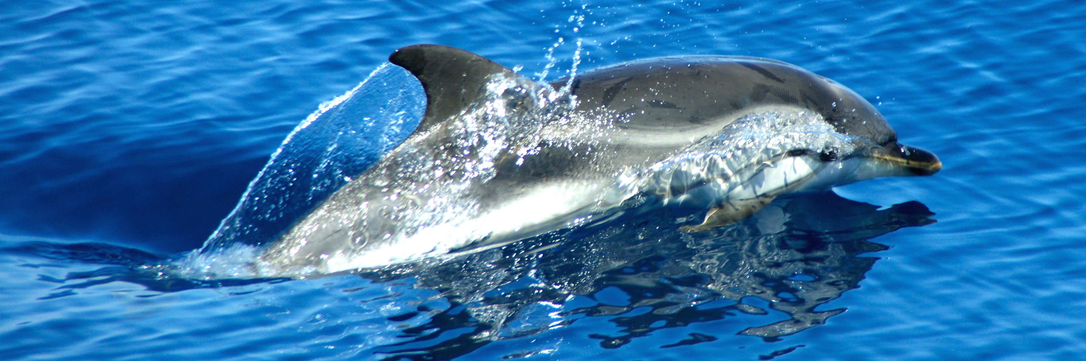 Pelagos Agreement banner