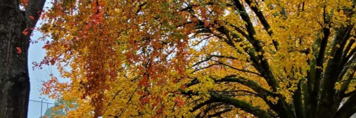 juliahlove49's profile banner image