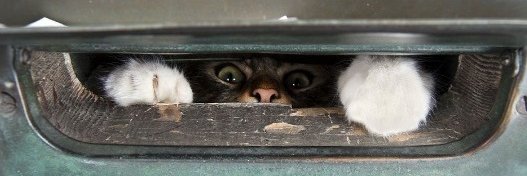 rap_cat's profile banner image