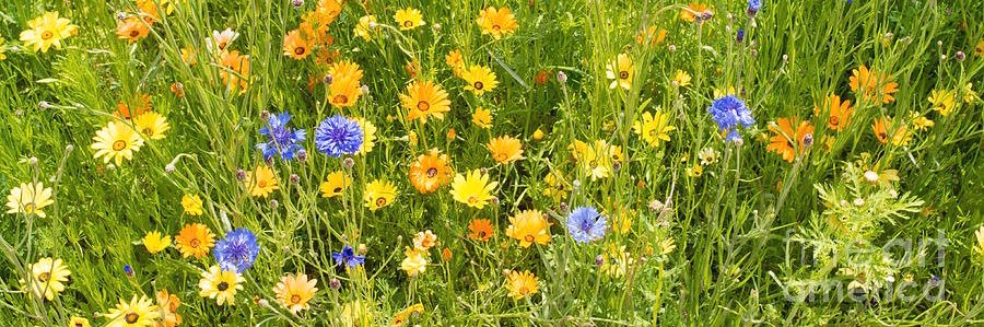flwr pwr 🌼 banner