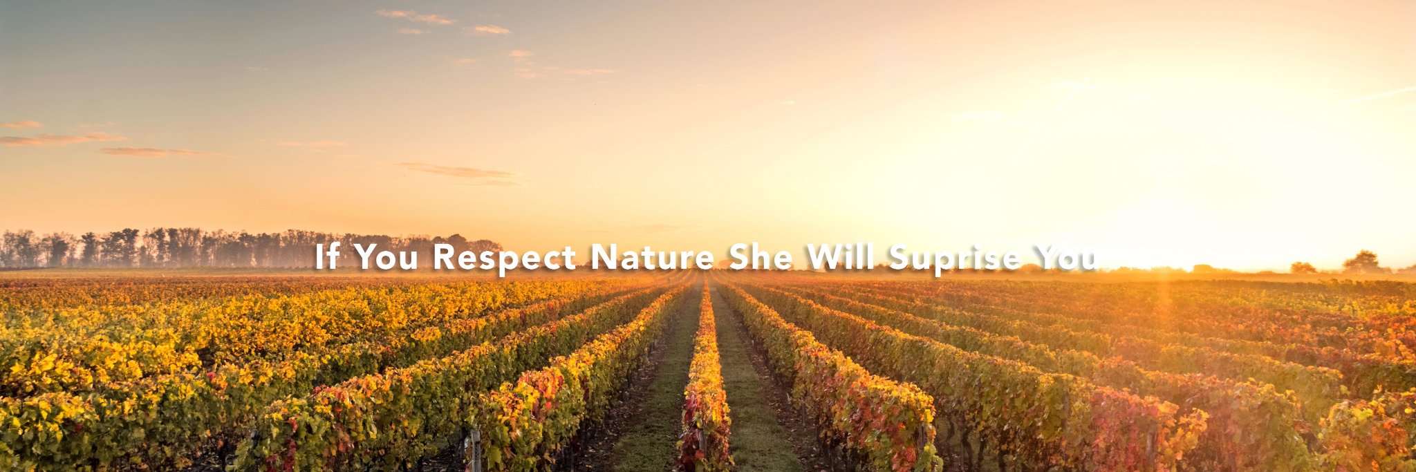 naturalvine's profile banner image
