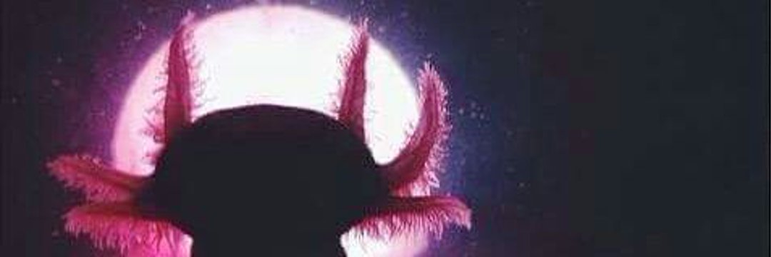 dess_mrs's profile banner image