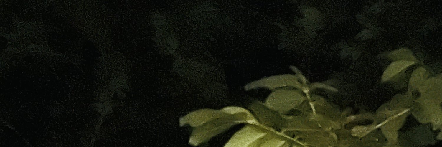джемова джина banner