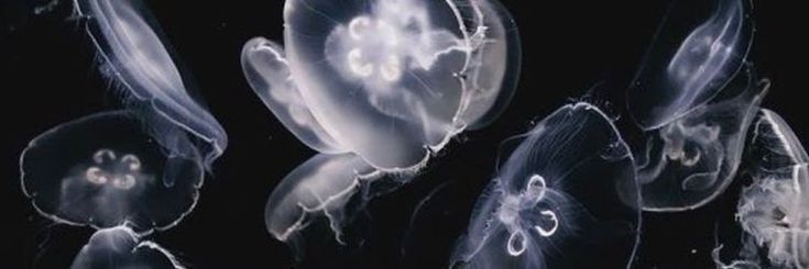 xynspal's profile banner image