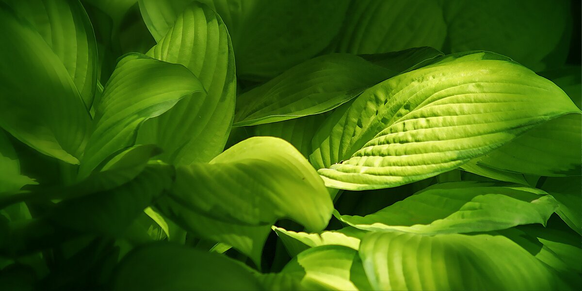 Steve Borgman banner