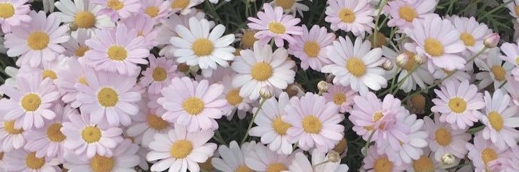 dilekgnel2's profile banner image