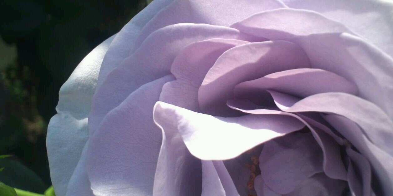 みわっち☆ banner