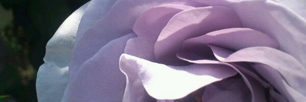 RabbitSkyline Profile Banner