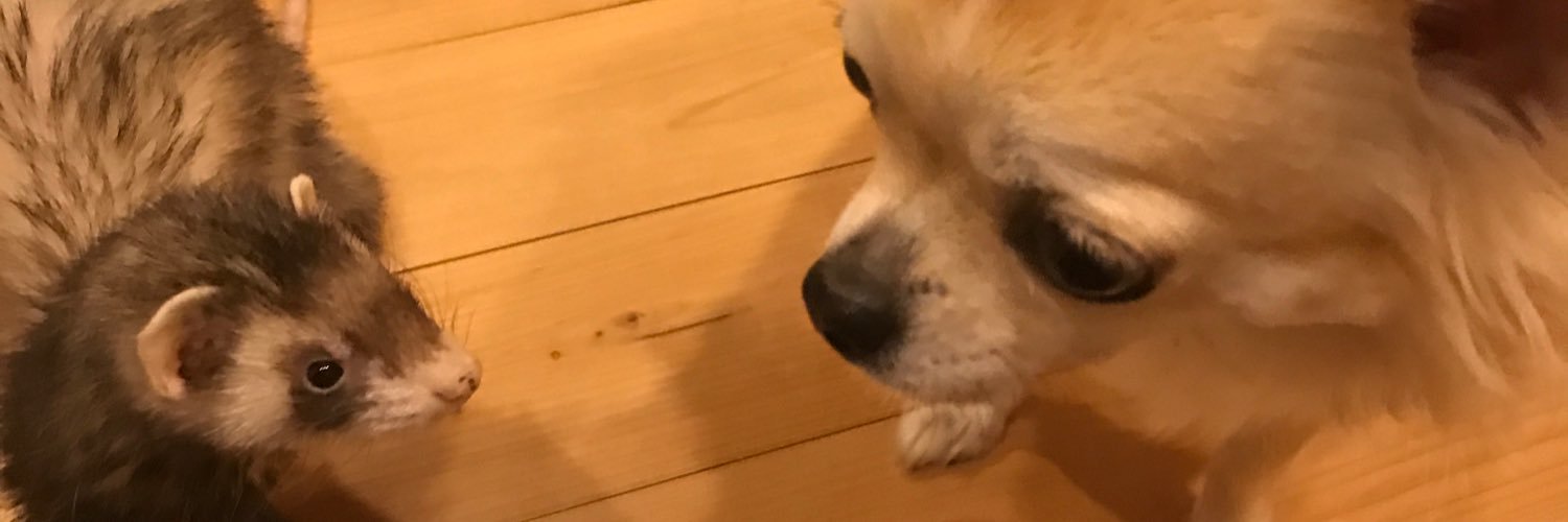 mari_misoshiru's profile banner image