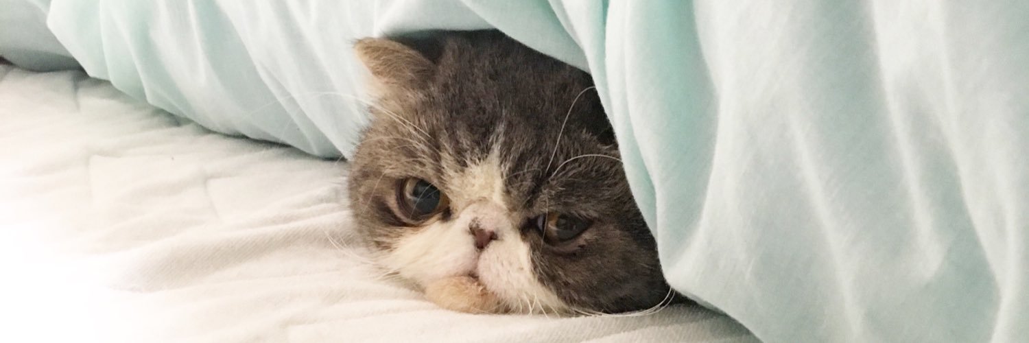 猫のムスカ🐈いなぼー𓃠🅘🅝🅐🅑🅞̄𓃟𝕄𝕌𝕊𝕂𝔸𖣊𝐁𝐀𝐋𝐔𝐒𖡛 banner