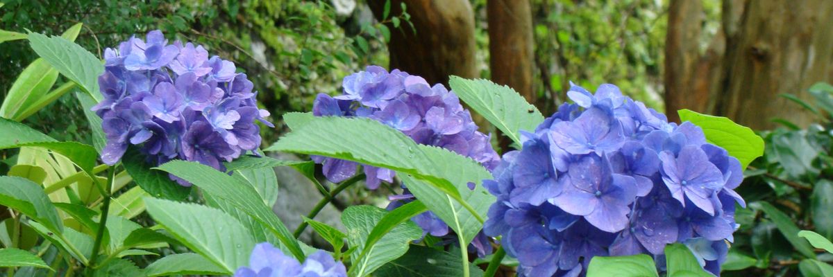 WhalienMarie's profile banner image