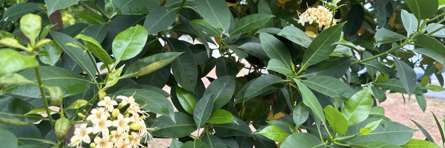 AppleDomeA's profile banner image