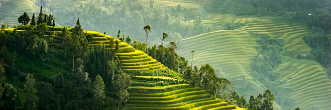 Mendonsa Cleopatra banner