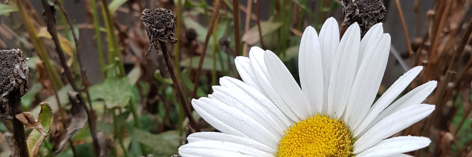 stwidgie's profile banner image