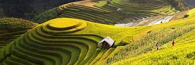 Odegaard Sunday banner