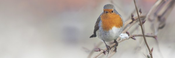 amaiaarroyo Profile Banner