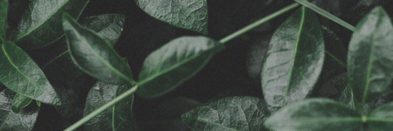 Cherry_Marani's profile banner image