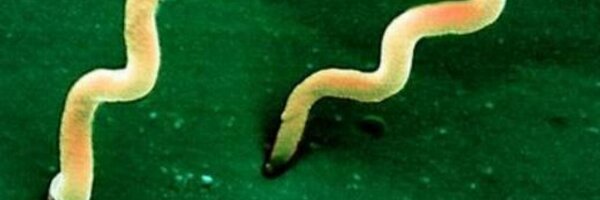 StevensonLab Profile Banner