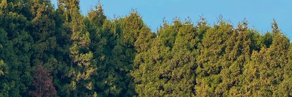 mixedrelay Profile Banner