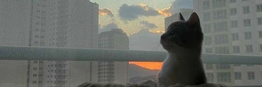 sofimuri's profile banner image