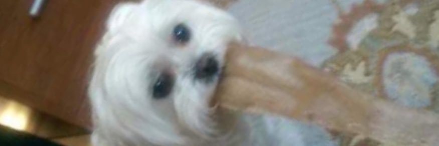 Finley banner